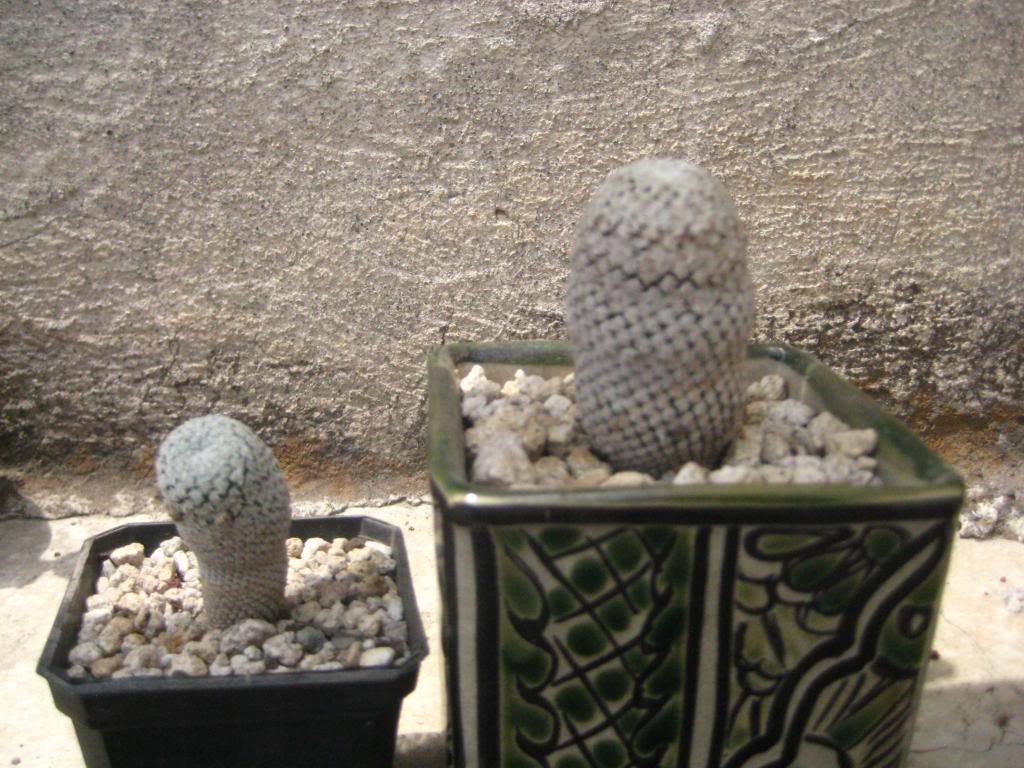 Mammillariapectinifera2.jpg