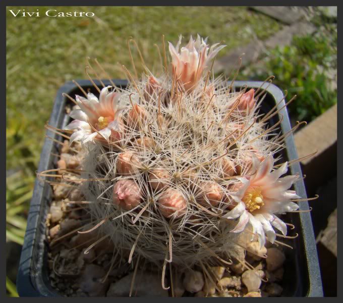 Mammillariapennispinosa2.jpg