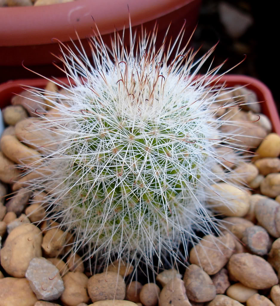 mammillariarekoileptacantha06_2008.jpg