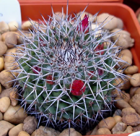 mammillariarhodanthapringlei06_2008.jpg