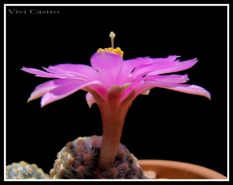 Mammillariasaboaesspgoldii6.jpg