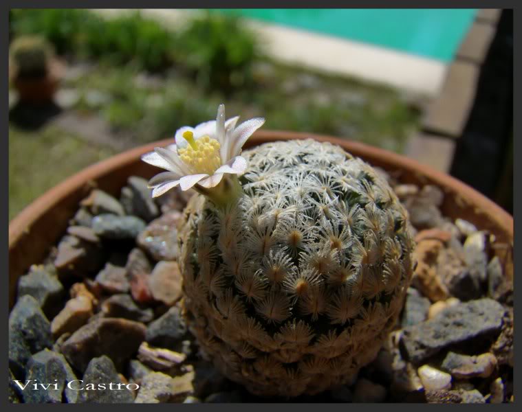 Mammillariasanchez-mejoradae3.jpg