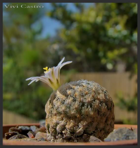 Mammillariasanchez-mejoradae7.jpg