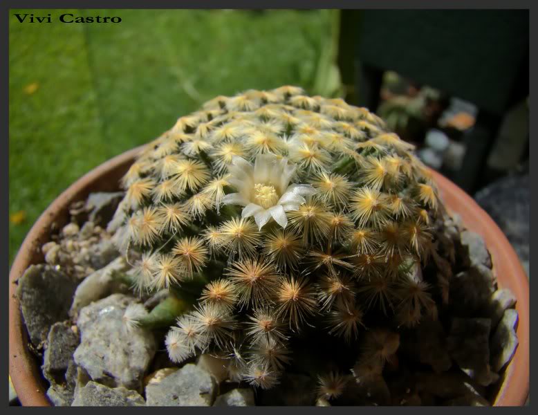 Mammillariaschiedeana-Abril2011.jpg