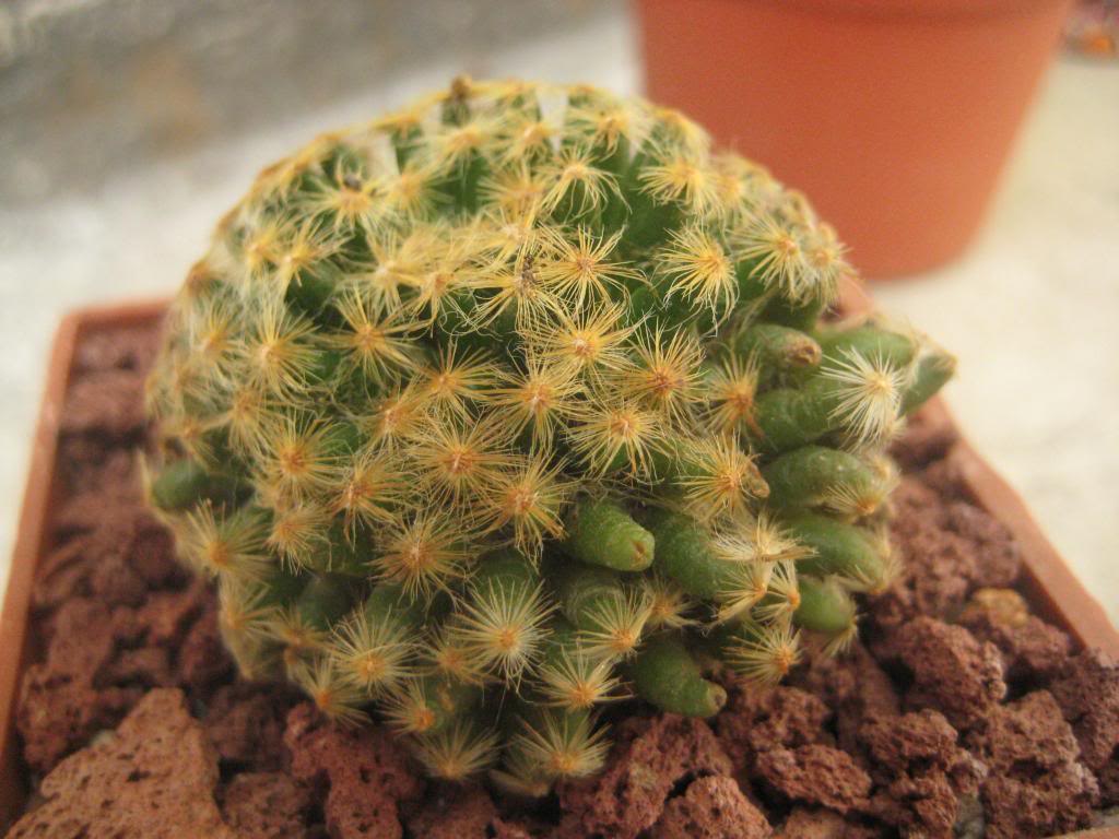 mammillariaschiedeana.jpg