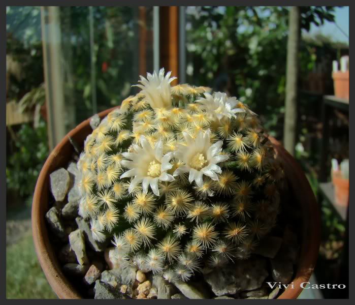 Mammillariaschiedeana-Julio2011.jpg