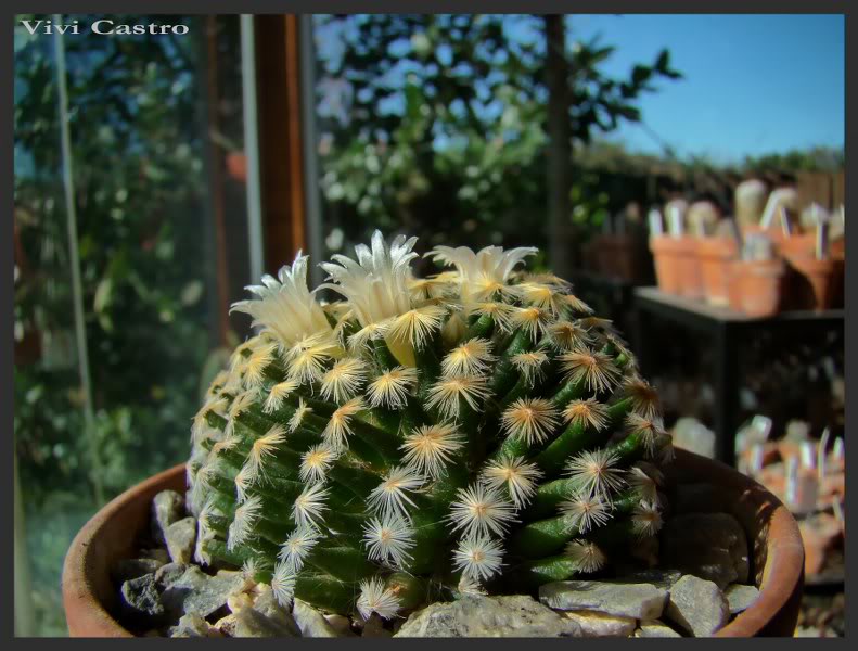 Mammillariaschiedeana-Julio20112.jpg