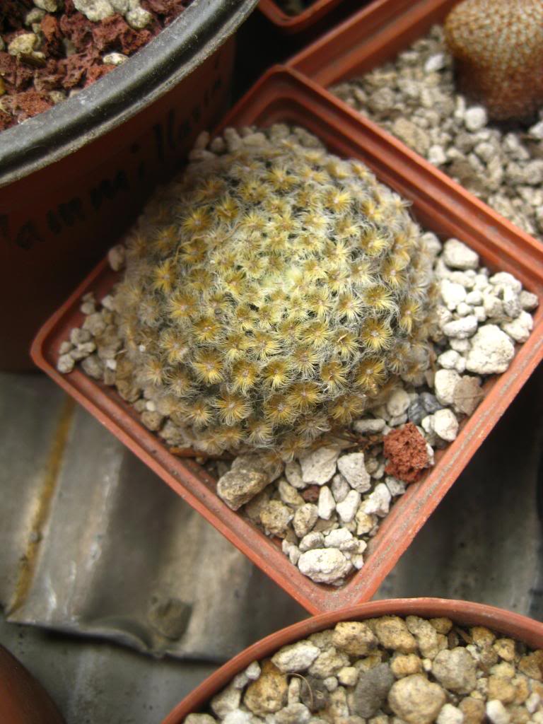 mammillariaschiedeana2.jpg