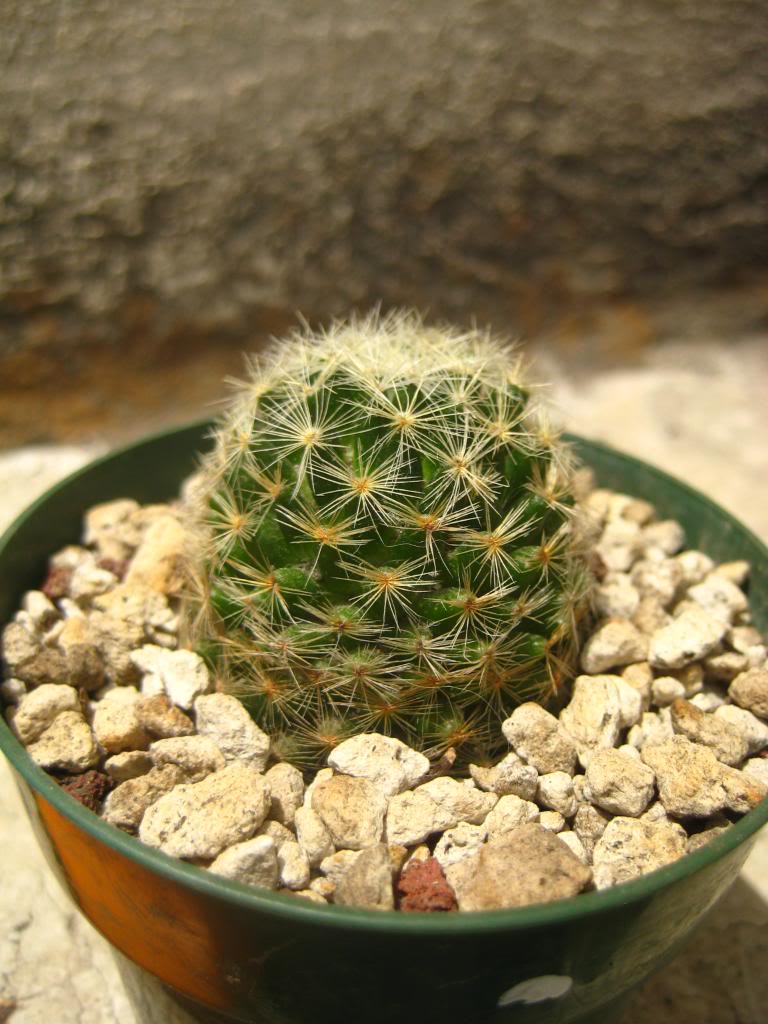 mammillariaschiedeanasspgiselae.jpg