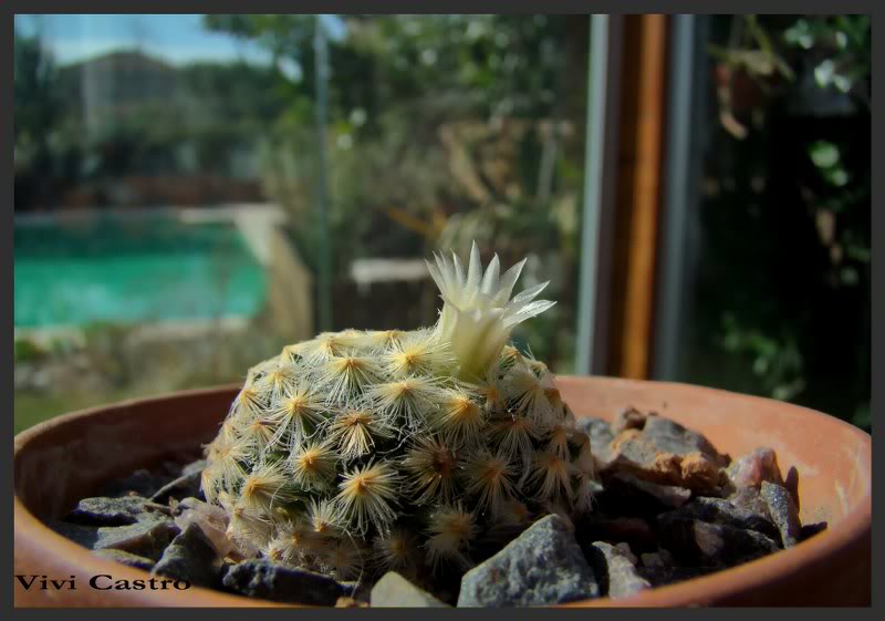 Mammillariaschiedeanasspschiedeana-Julio2011.jpg