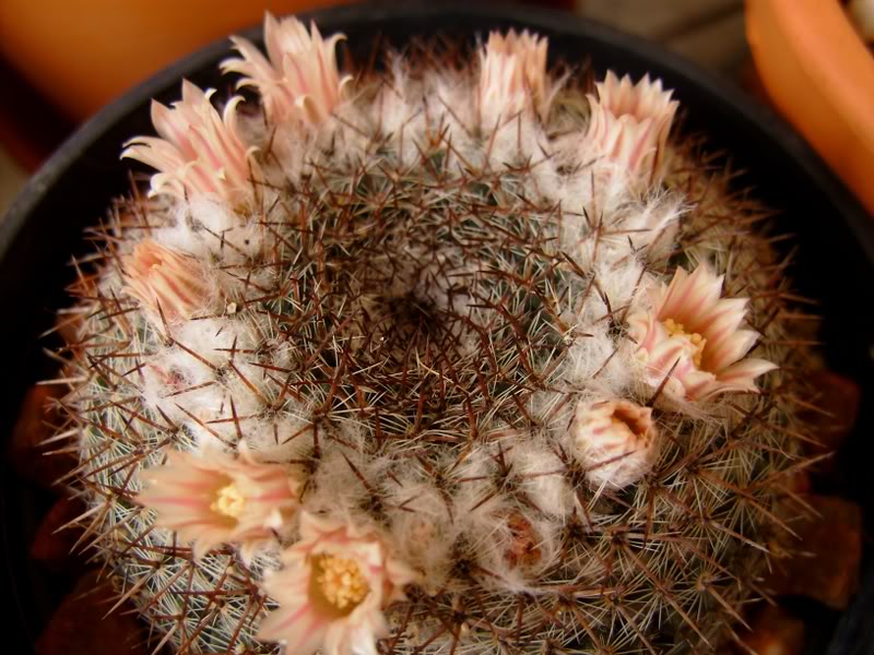 Mammillariasempervivi_flor5.jpg