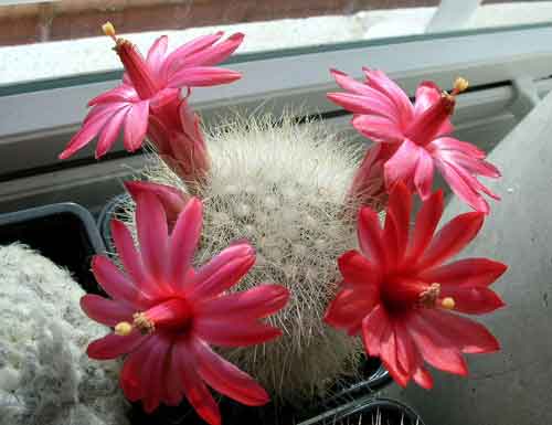 MammillariaSenilis.jpg
