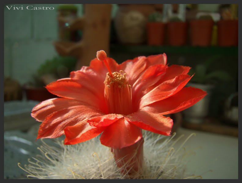 Mammillariasenilis10.jpg