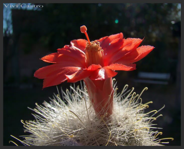 Mammillariasenilis11.jpg