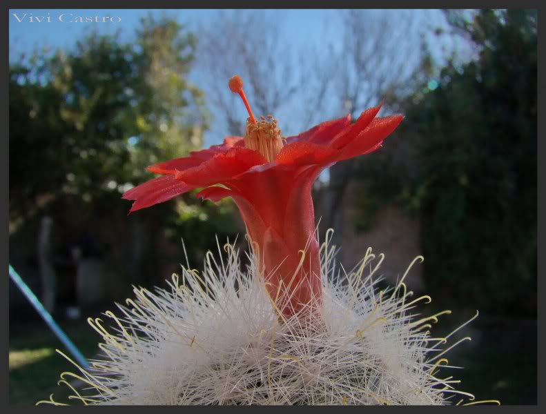 Mammillariasenilis12.jpg