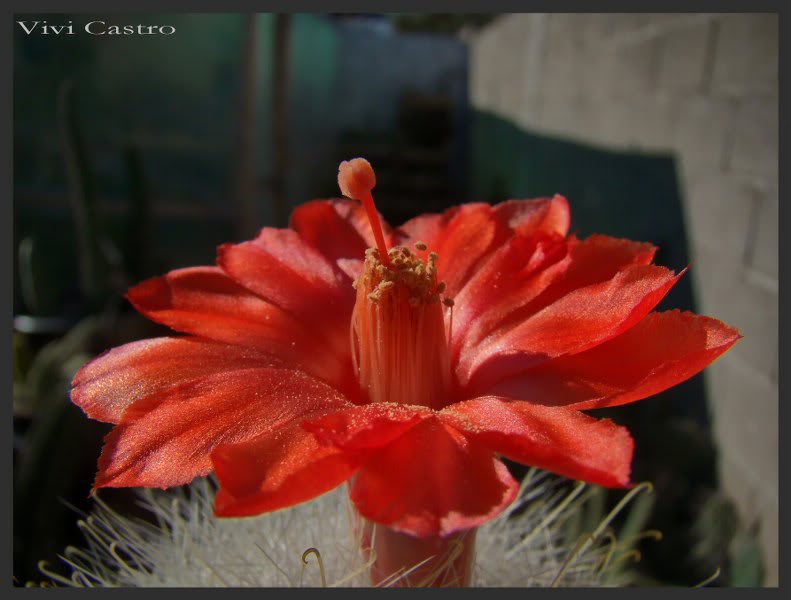Mammillariasenilis13.jpg