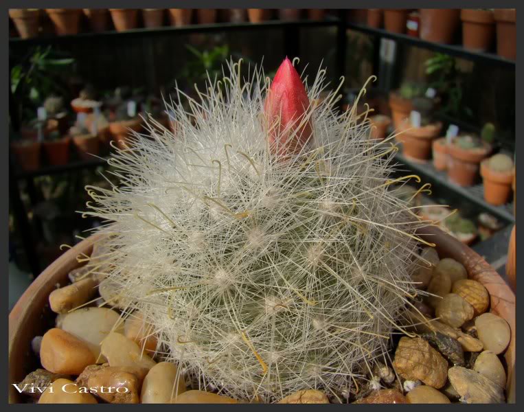 Mammillariasenilis2.jpg