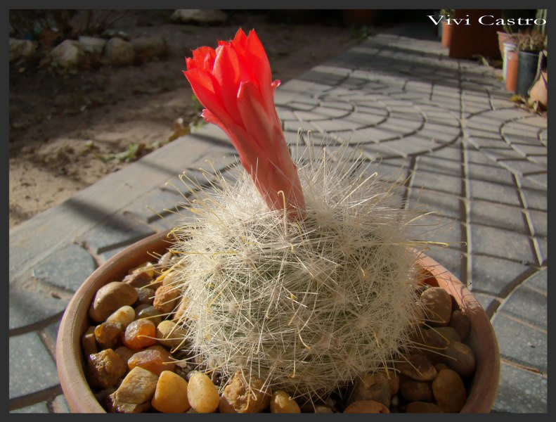 Mammillariasenilis5.jpg