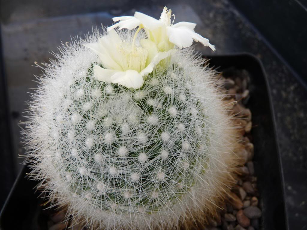 Mammillariasenilisalbiflora05_zps3106db92.jpg