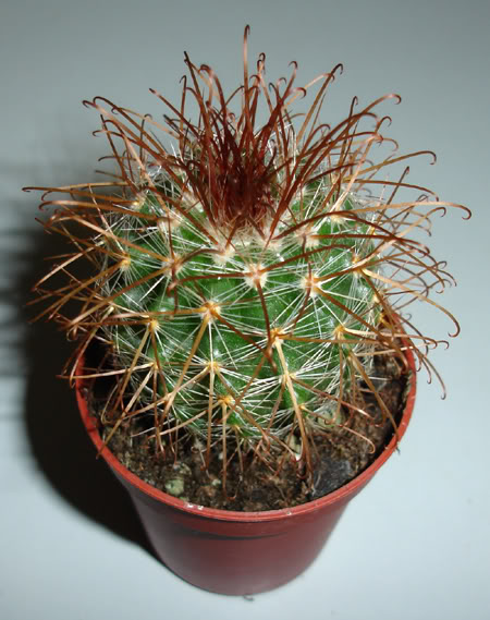 mammillariasp102_2008.jpg