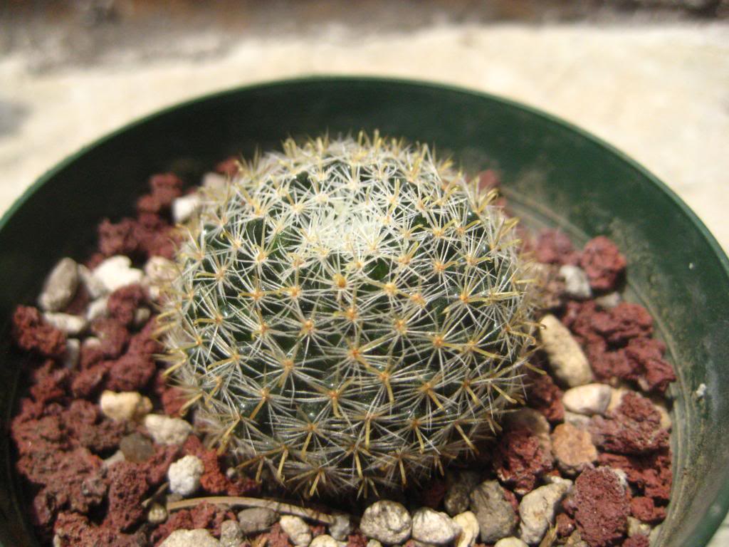 Mammillariatezontle.jpg