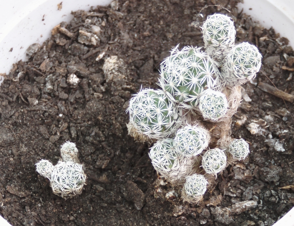 mammillariavetula.jpg