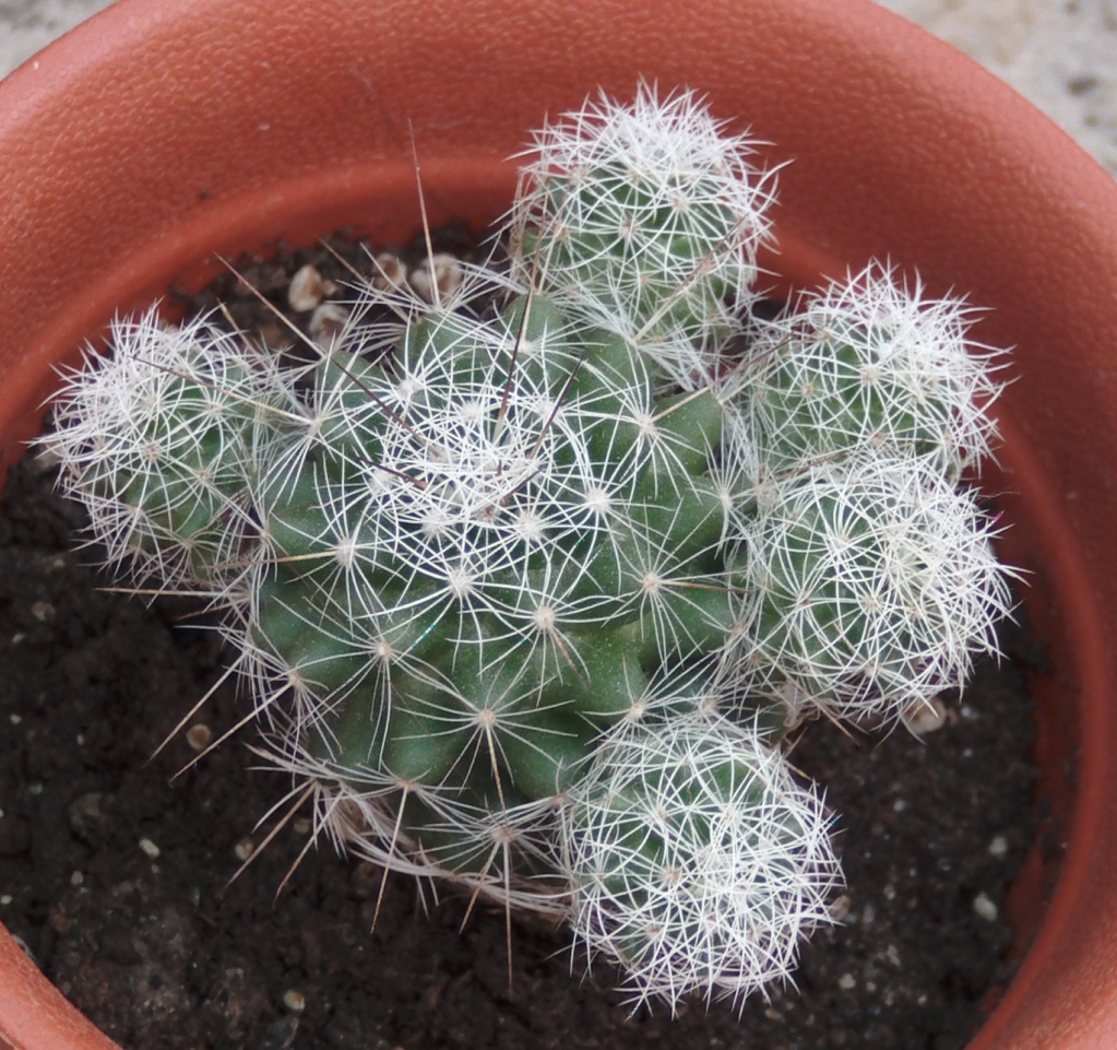mammillariavetulagracilis.jpg