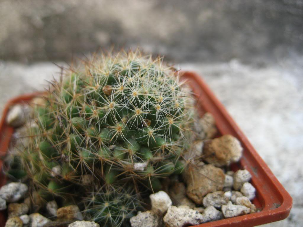 mammillariaviereckii.jpg