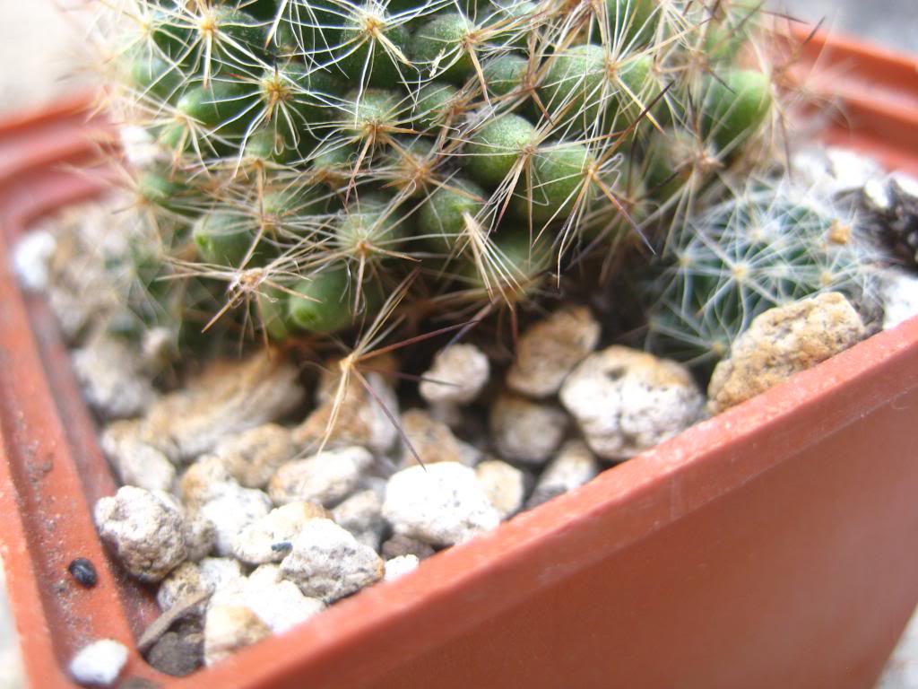 mammillariaviereckii2.jpg