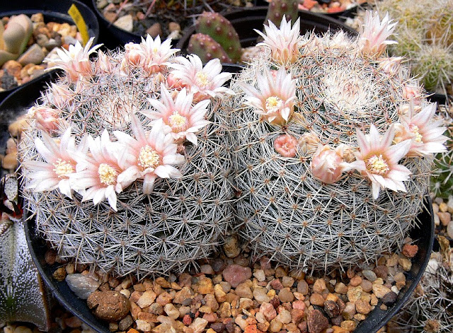 mammillria%252520ritteriana.jpg