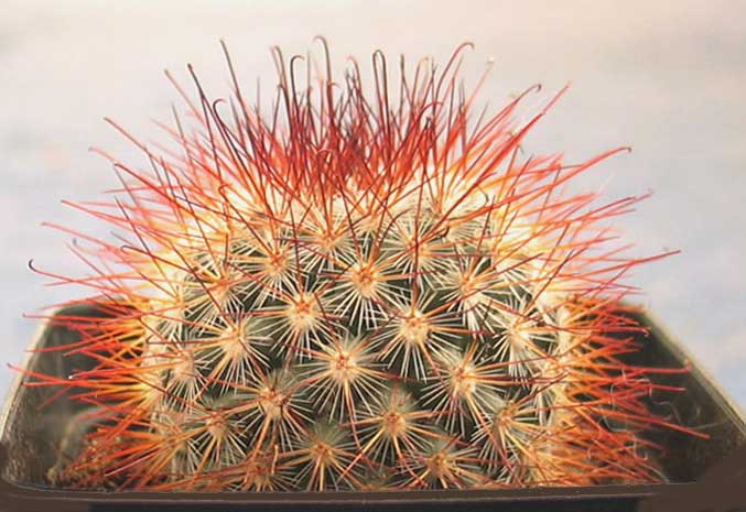 mammispinossisima.jpg