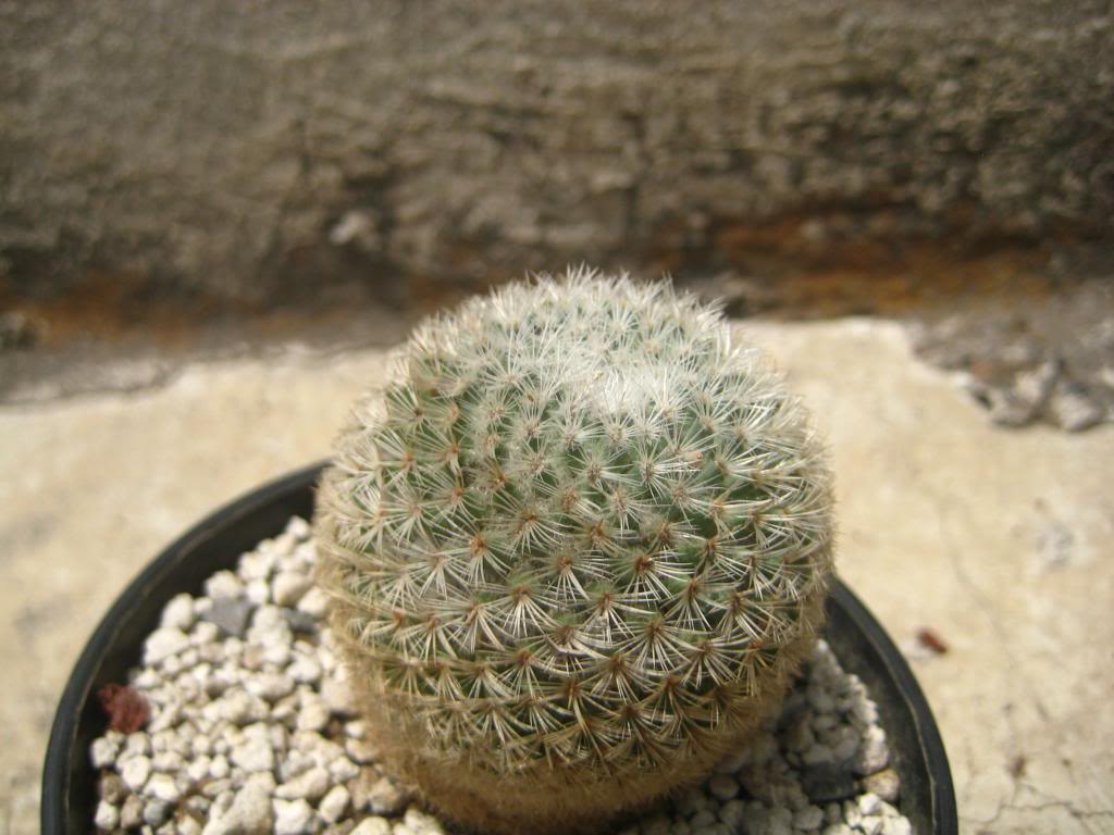 Mammisupertexta.jpg