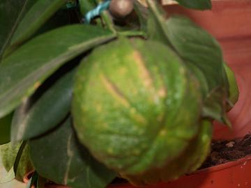 manchas%20naranja%20piel.jpg