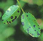 manchas-foliares-cercospora.jpg