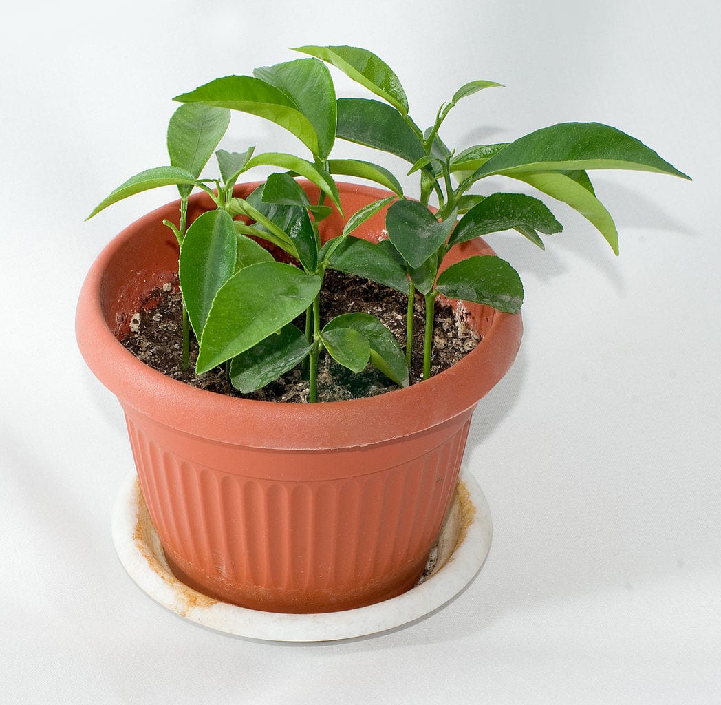 mandarina-en-maceta.jpg