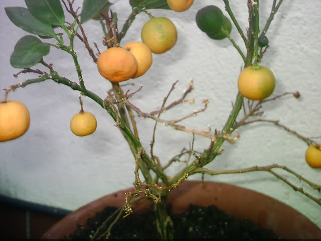 mandarina.jpg