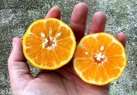 mandarinas.jpg