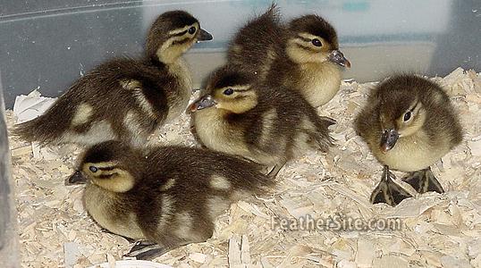 MandarinDlings.JPE