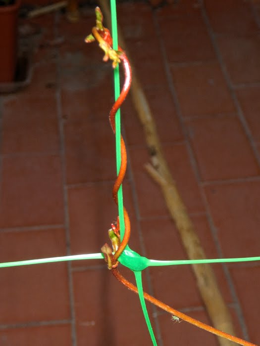 mande2.jpg