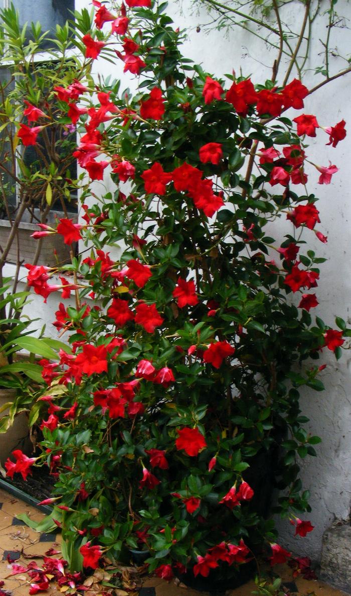 mandevilla%20boliviensis2.JPG