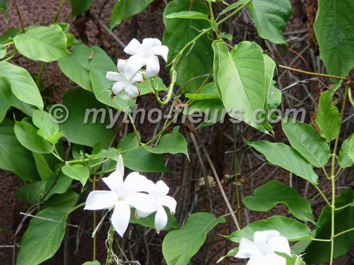 mandevilla_laxa.JPG