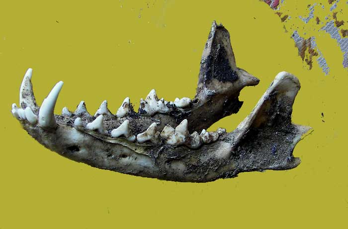 mandibula1.jpg