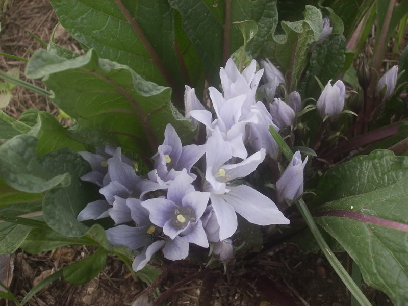 Mandragoraautumnalis.jpg