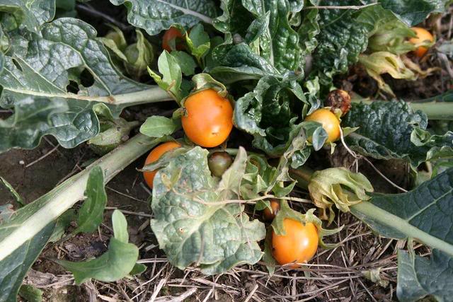 Mandragoraautumnalisfrutos.jpg