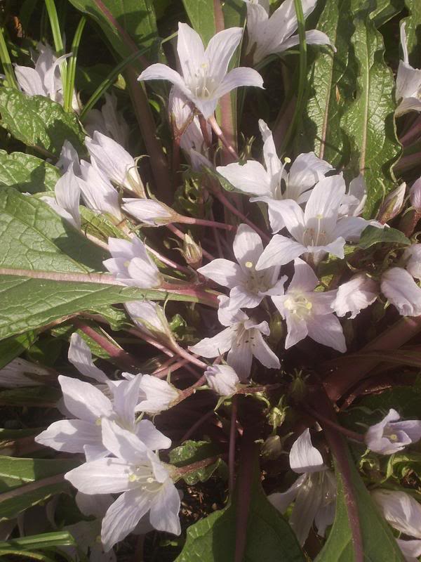 MandragoraautumnalisSolanaceae.jpg