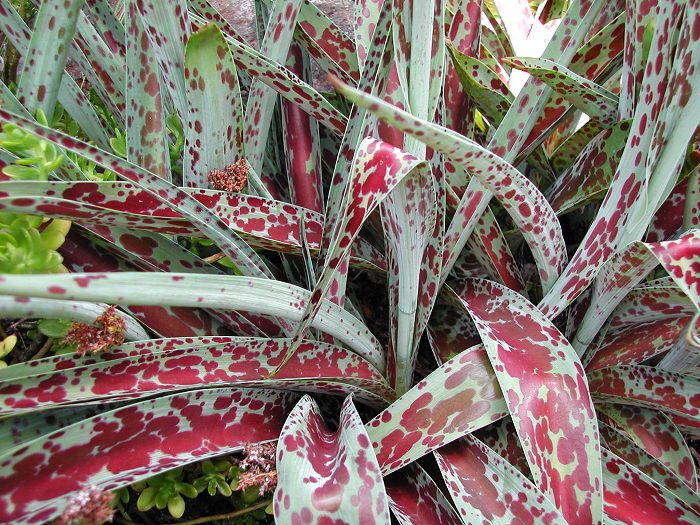 Manfreda_sp_Leopard_Agave_9856.jpg
