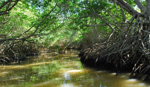 manglares-celestun-yucatan.jpg