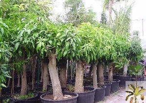 mango2_300x250.JPG