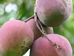 mango_cultivo.jpg
