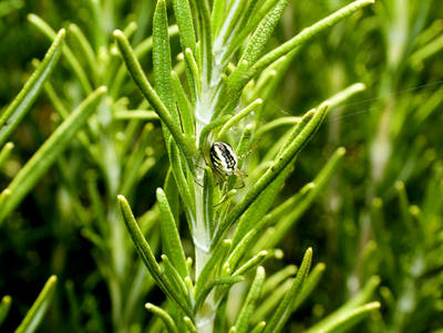 Mangora_acalypa.jpg